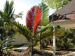 Flamethrower palm 1.jpg