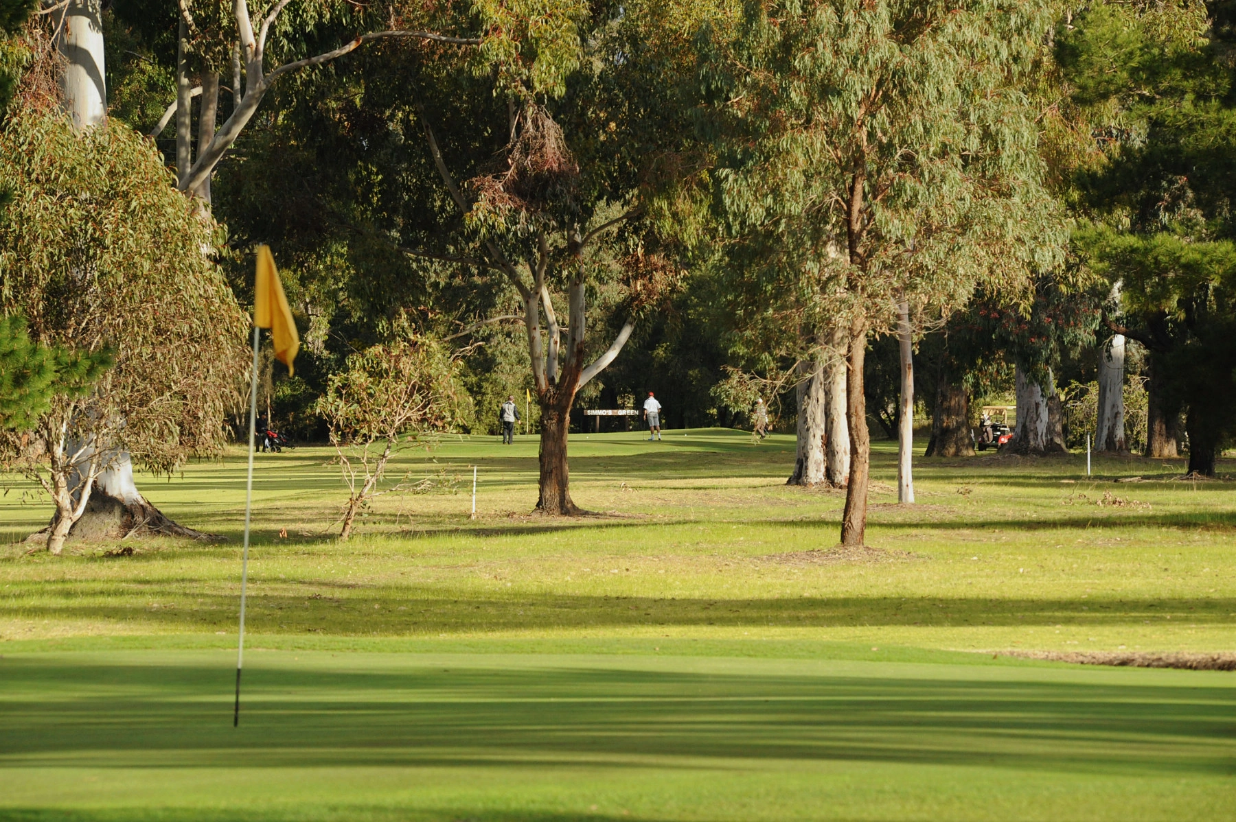 CollieGolf2.jpg
