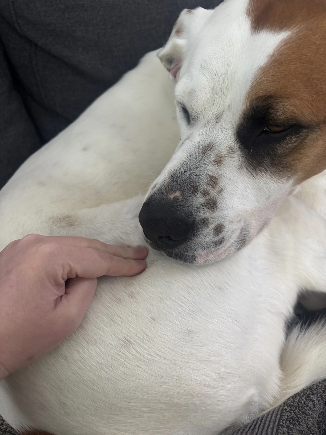 Dexterd massage photo.png