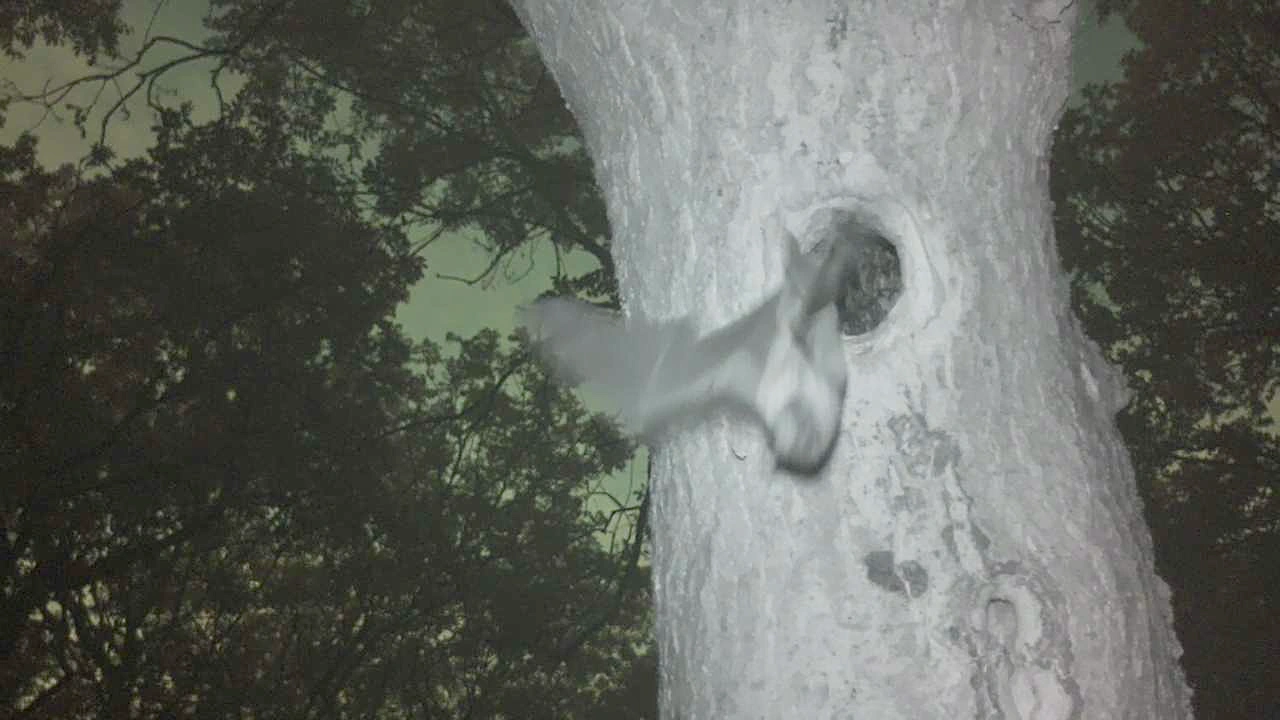 Noctule emerging.png