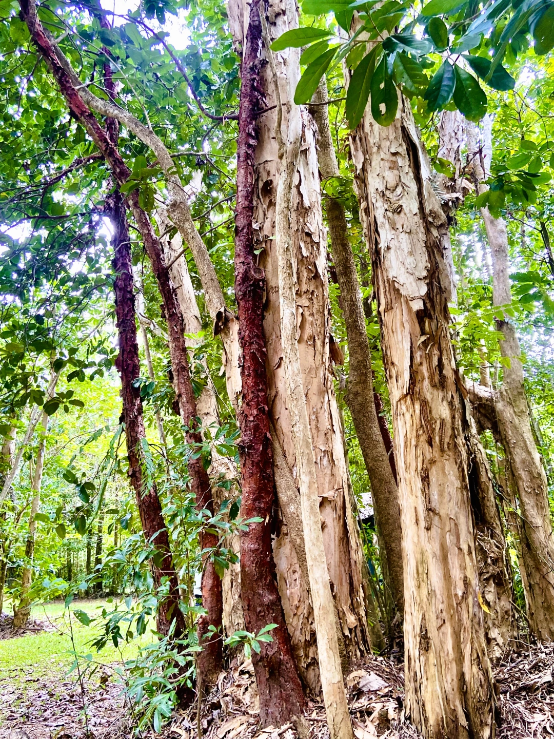 5.rainforest trees.JPG