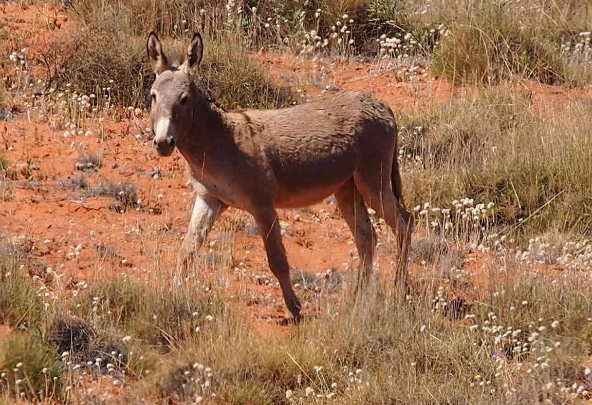 Feral Wild Donkey.jpg