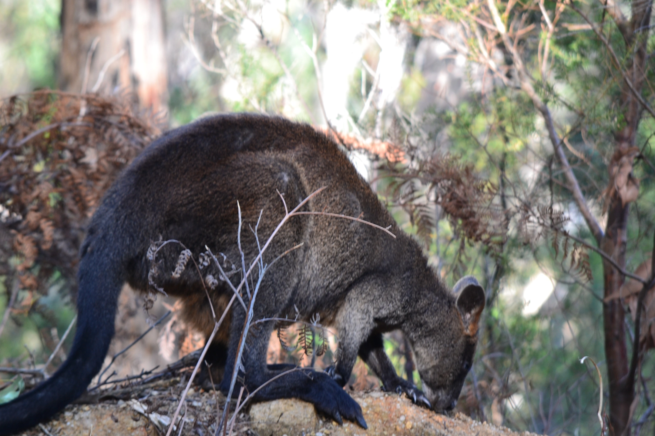 wallaby 3.JPG