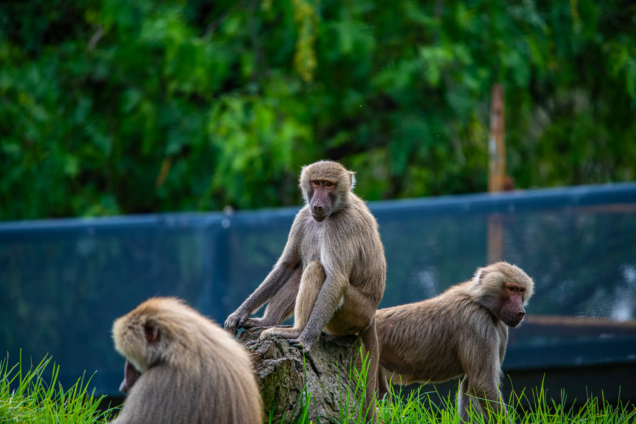 monkeyssmall2.jpg
