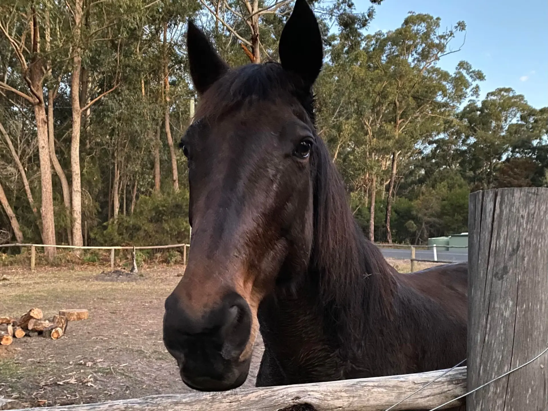 Jemmy Moss Portrait.jpg