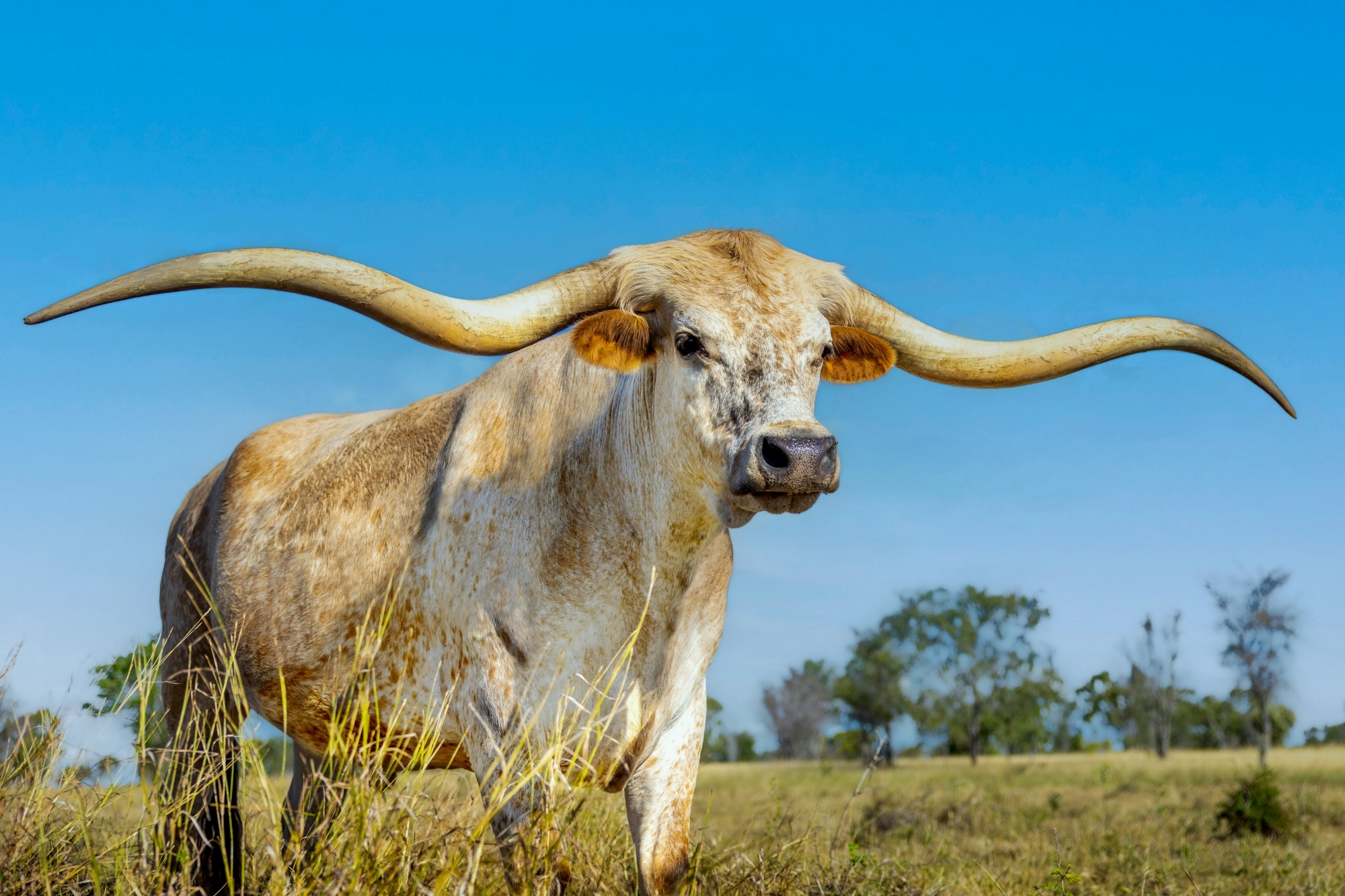 FVR Jake new sky - Copy.jpg