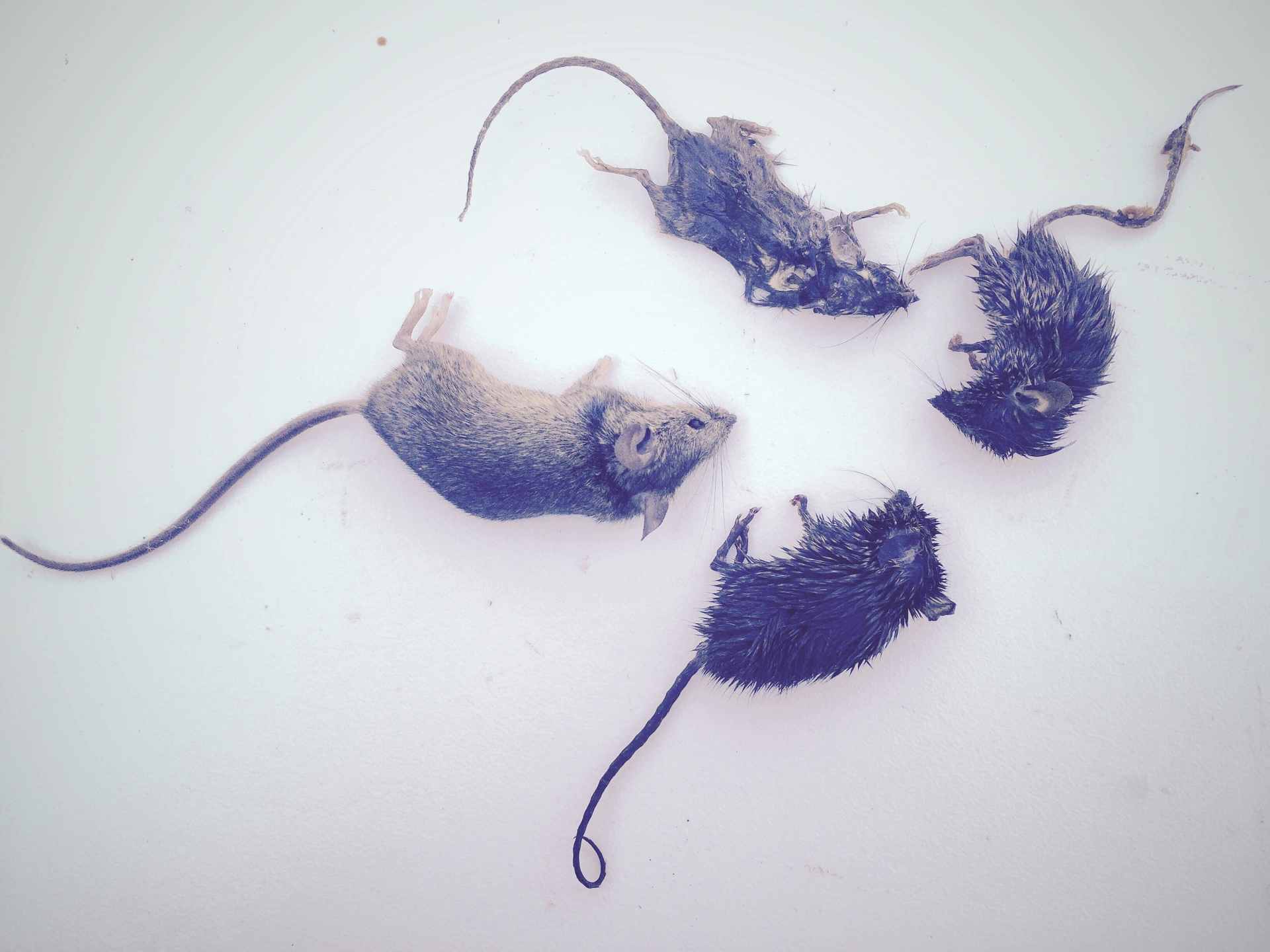 high-angle-view-dead-rats-white-background.jpg
