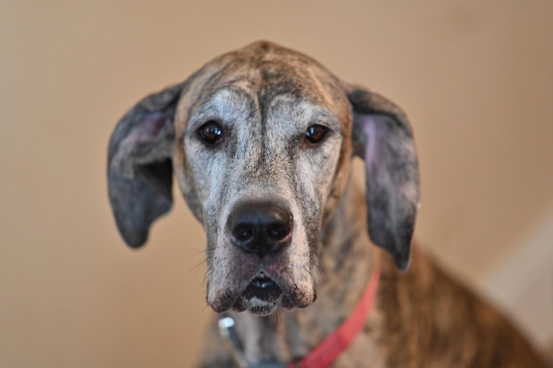 kaicho20-dog-7268179_1920.jpg