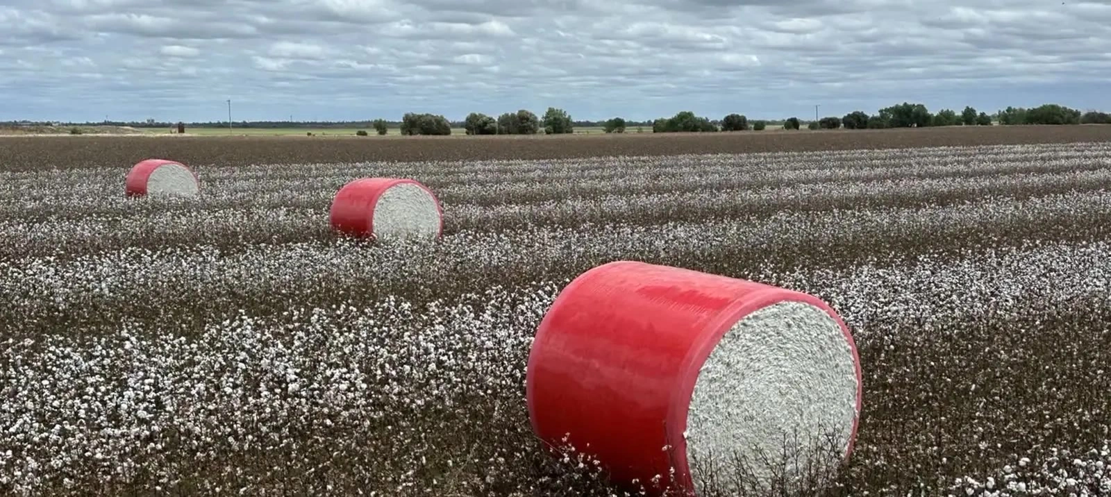 hero-cotton-field.jpg