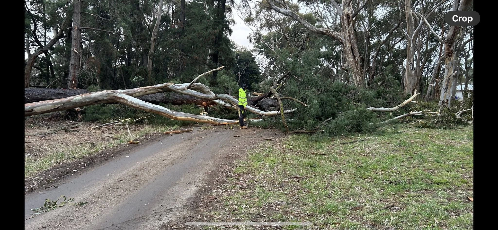 emergency tree removal.jpg