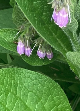 Comfrey Leaf.png