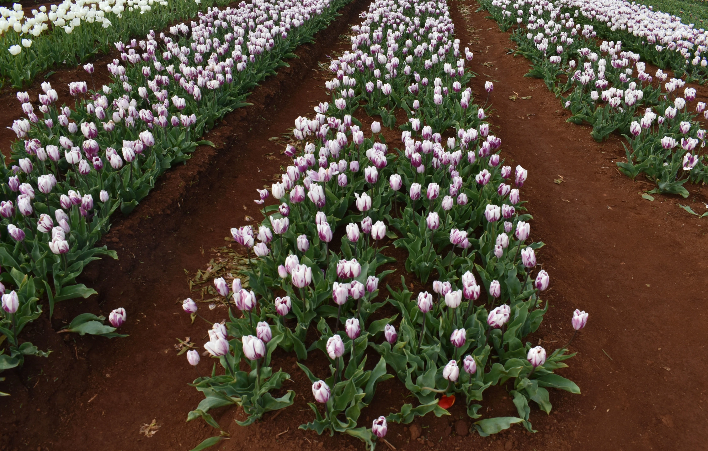 Tulips-4.webp