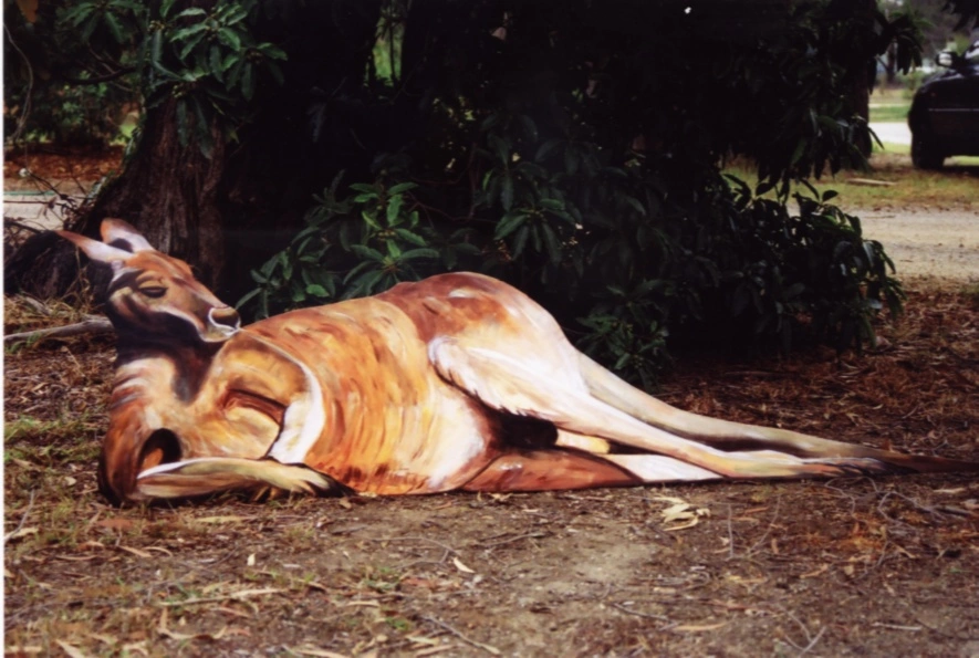 Kangaroo lying down.jpg