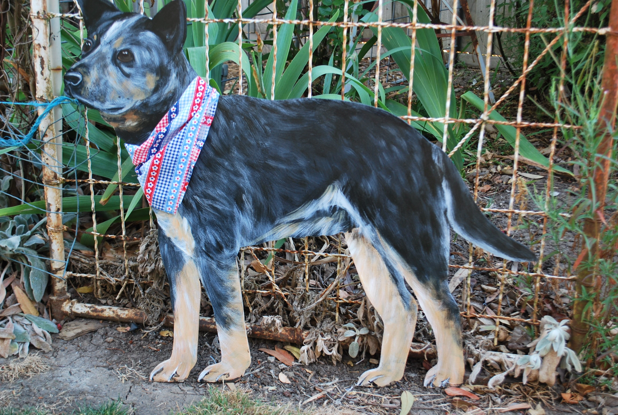Blue Heeler Pup.JPG