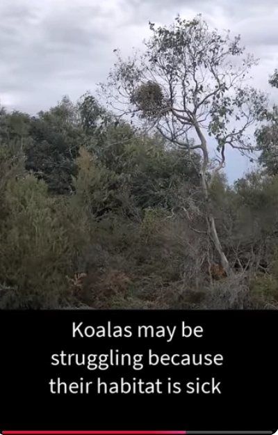 Koalas.png