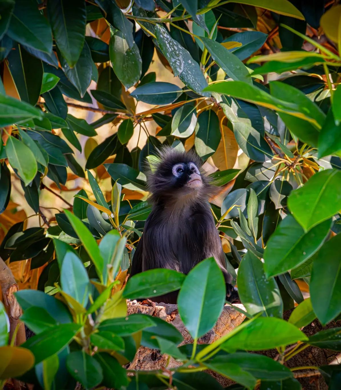 monkeyinstagram.jpg