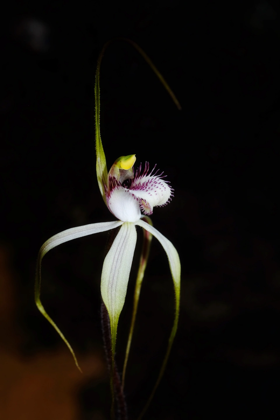 Large Spider Orchid4.JPG