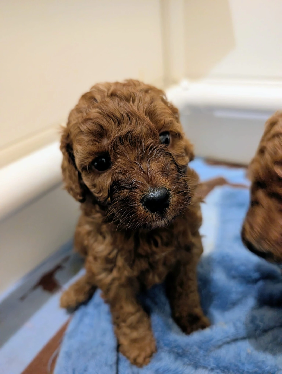 4 weeks - March 19 - 1.jpeg