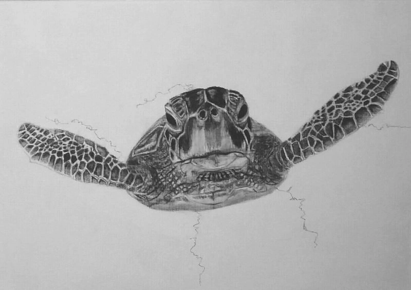 turtle sh web.jpg