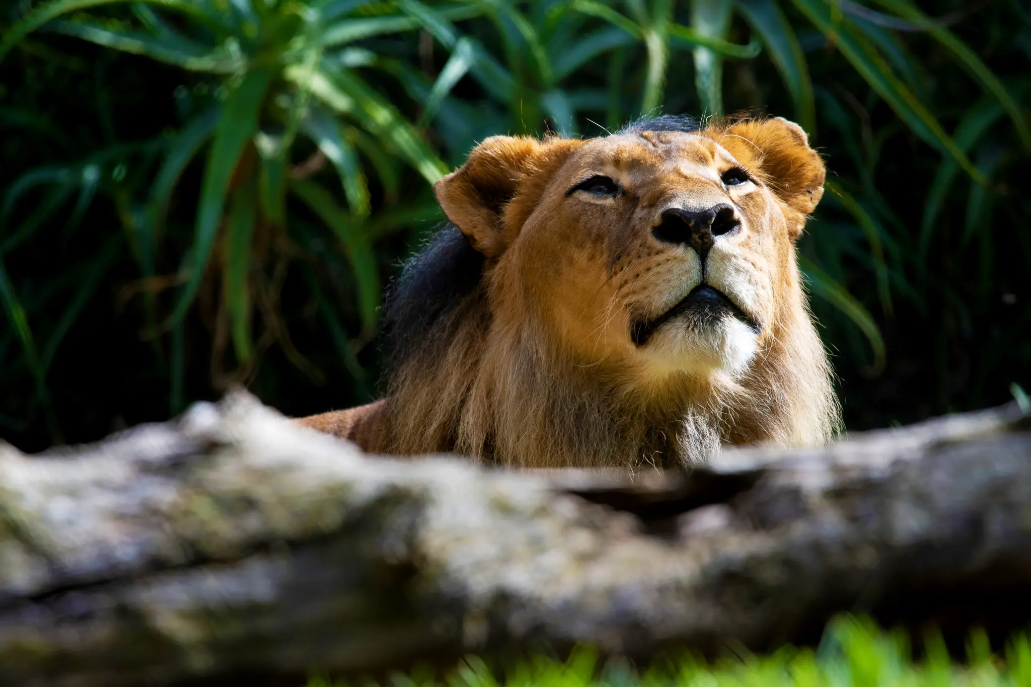 lion1small.jpg