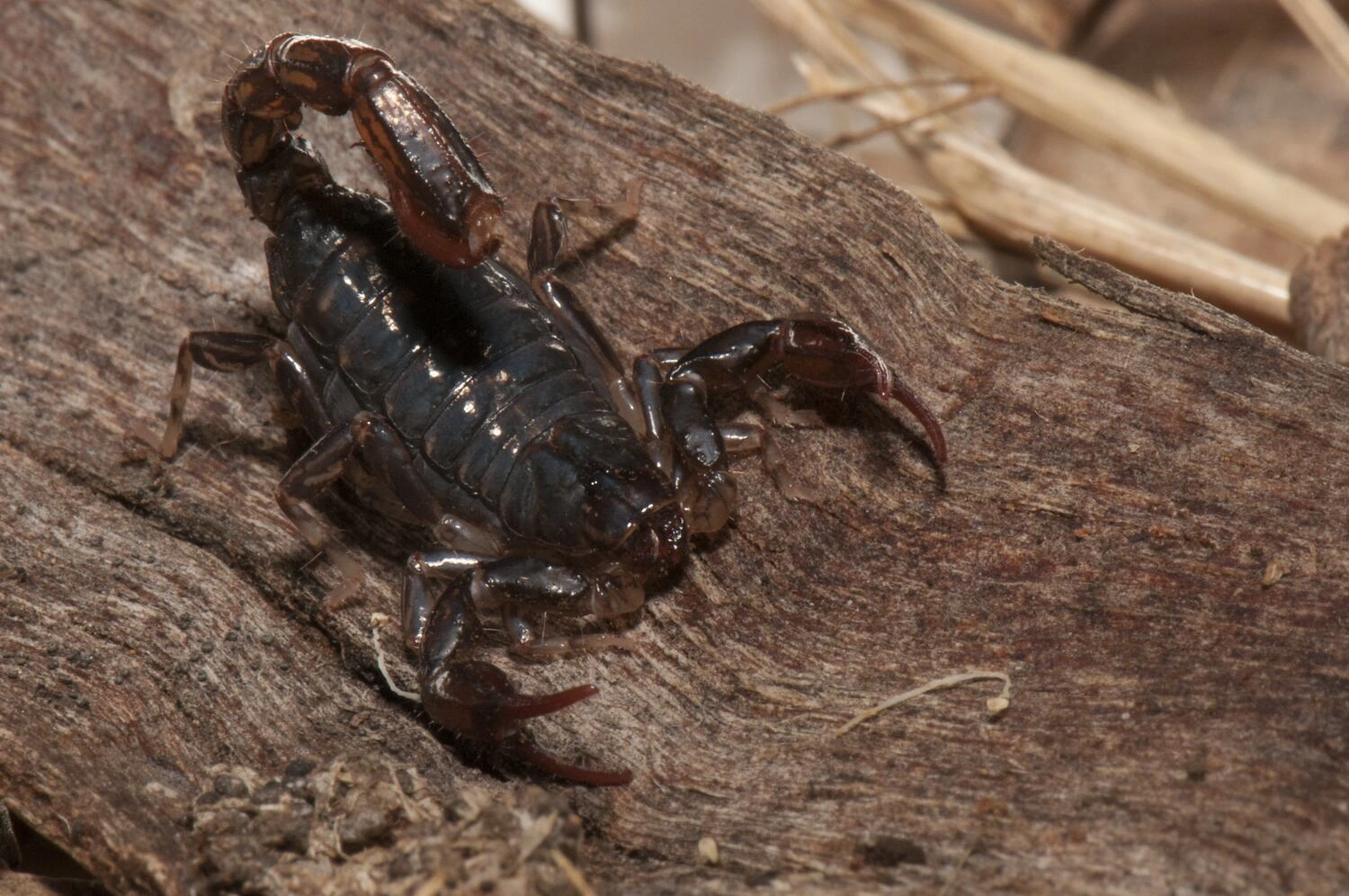 cercophonius-squama-wood-scorpion-lake-condah-budj-bim-cultural-heritage-landscape-victoria-766697-medium.jpg