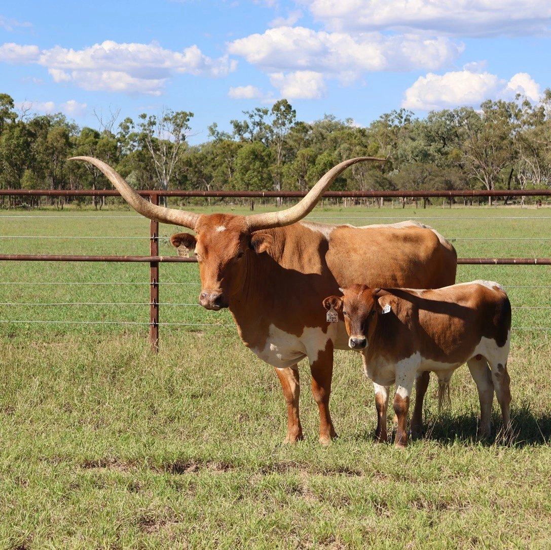 HBL WINTER ROSE (AI).jpg