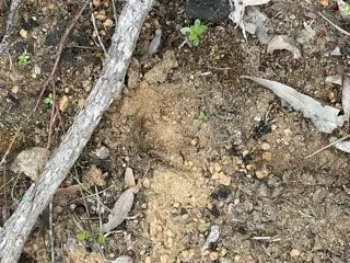 Deer Track 1.jpg