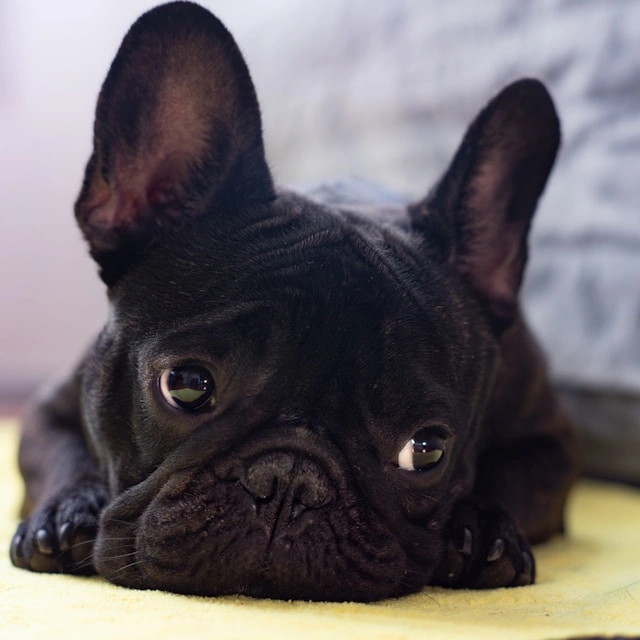 Pug - Dog- photo by mikhail-mamaev-getmQmBOUp0.jpg