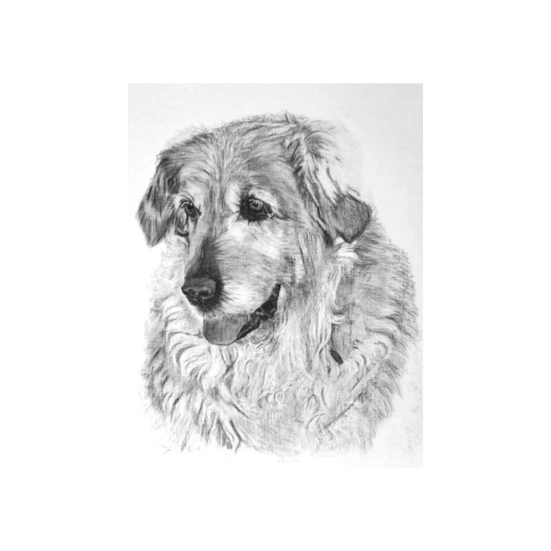 old dog sh web.jpg