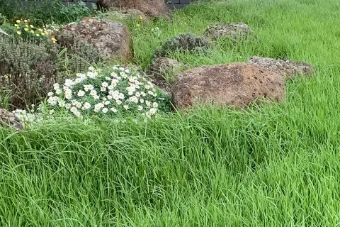 Overgrown_2_480x320.webp