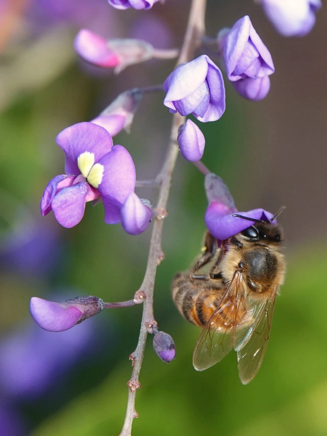 Bees.jpg