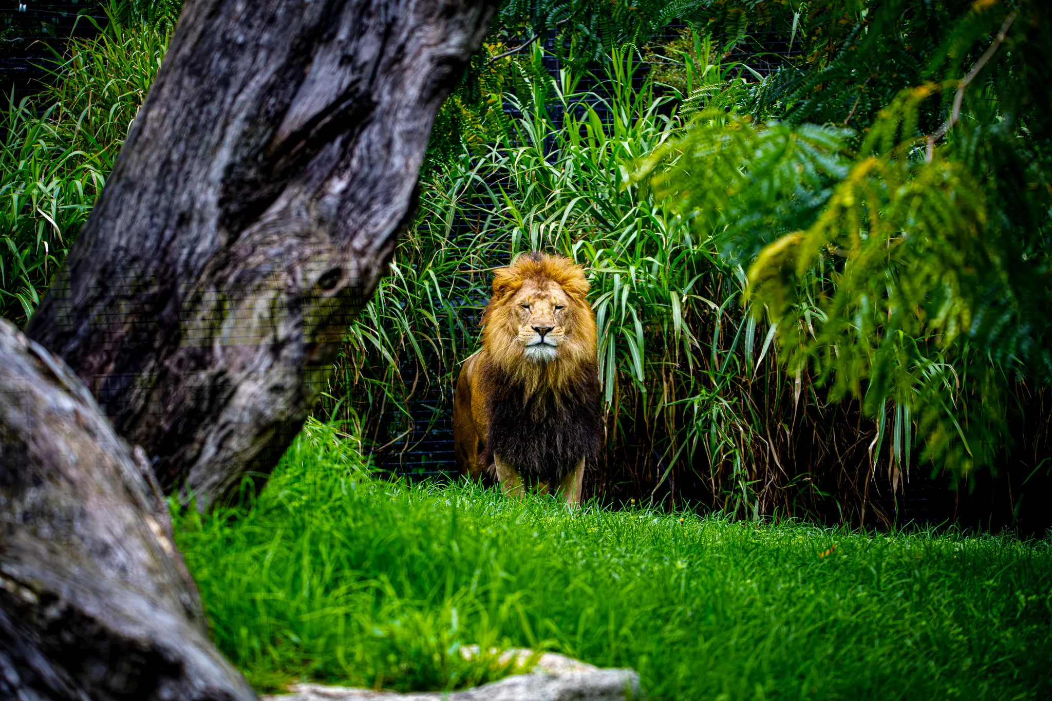 lion4small.jpg