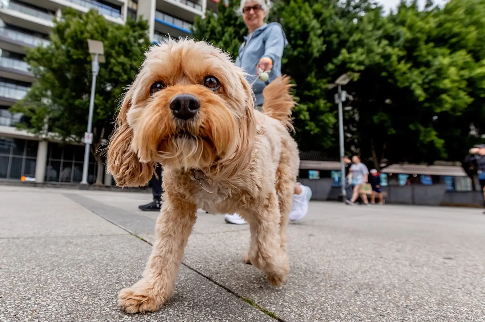 Lucy at teh walk.webp