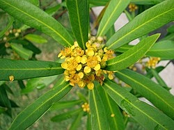 Tristaniopsis_laurina-flowers.jpg