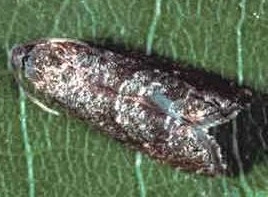oriental-fruit-moth-e1353954433641.jpg