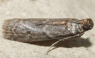 carb-e1355100713279.jpg