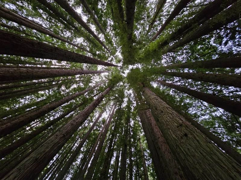 favourite tree top.JPG