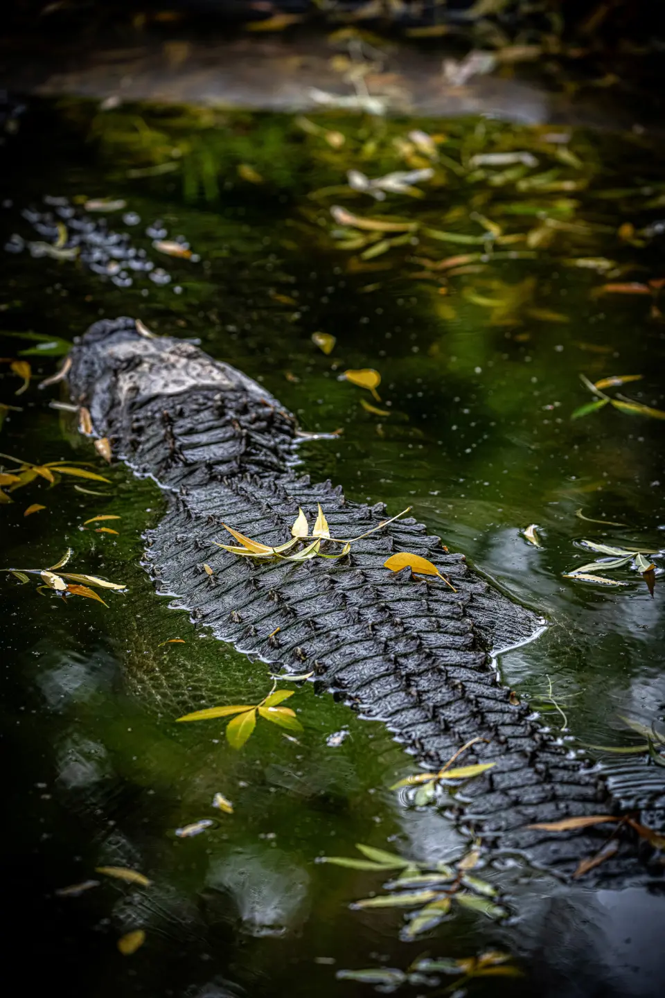 gator.jpg