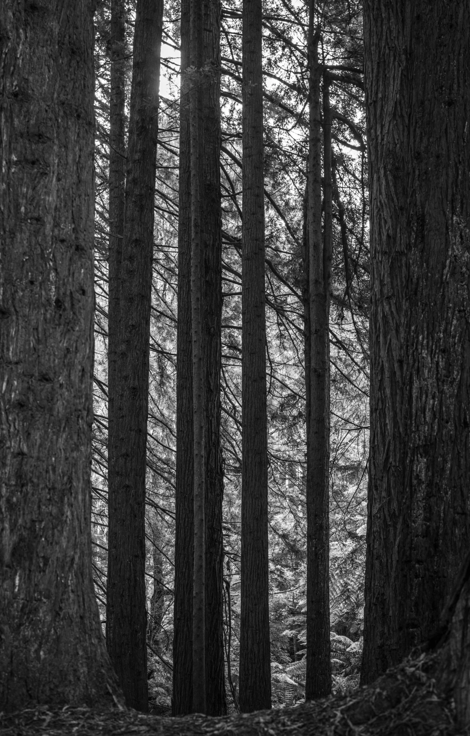 Bimbi Park Cape Otway stay-92.jpg