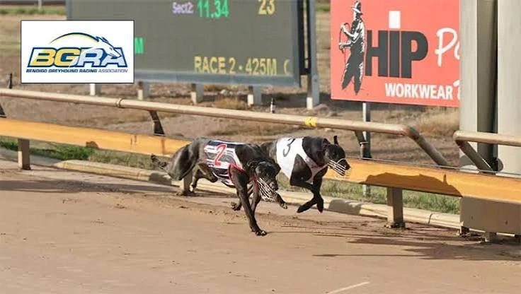 Bendigo Dogs.jpg