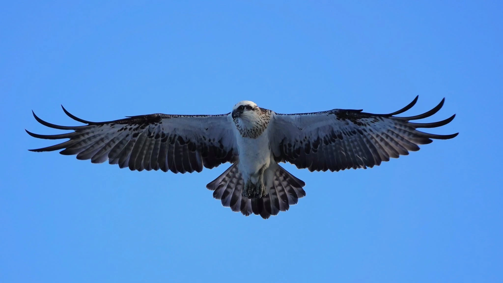 Osprey spread.jpg