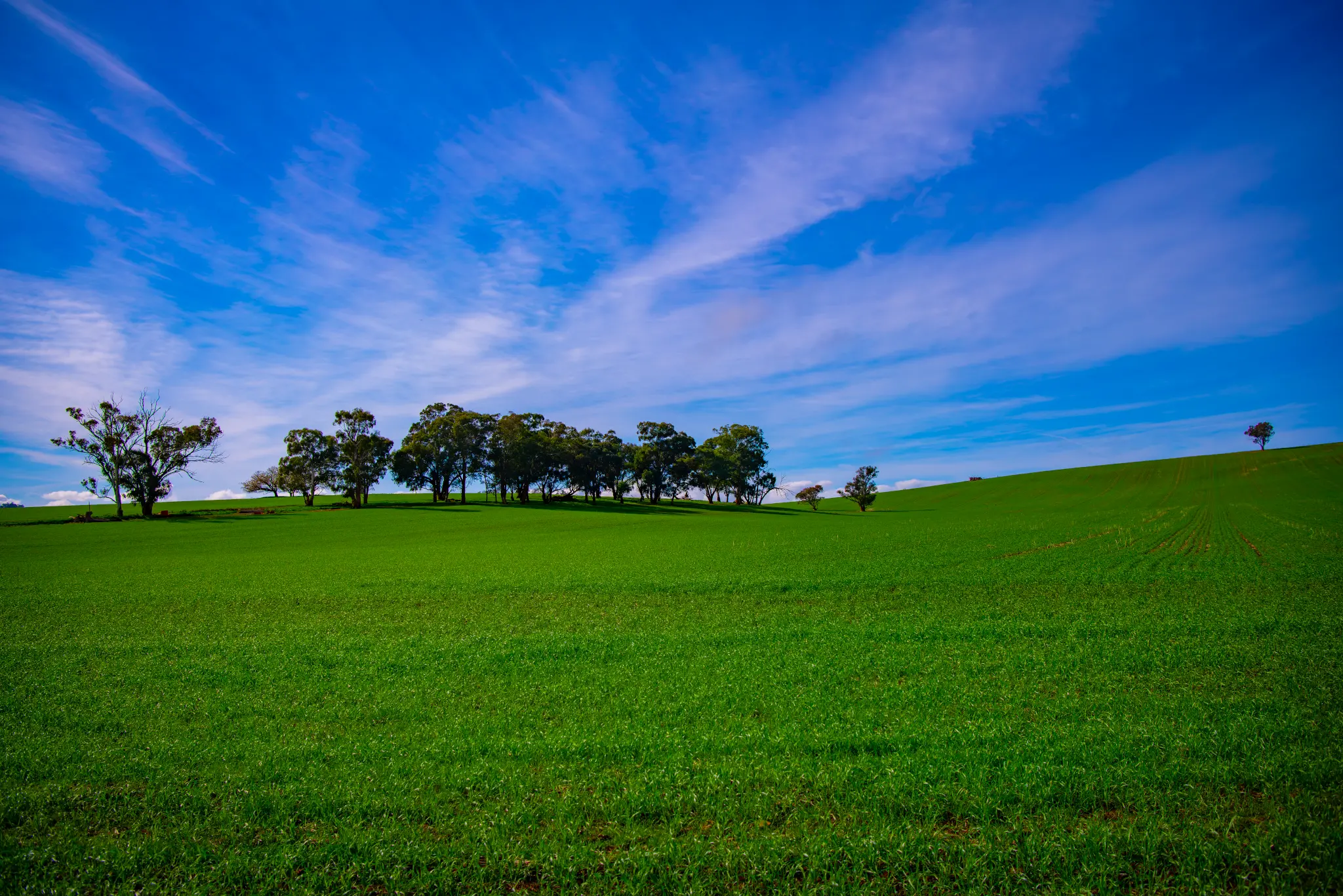 cootamundra.png