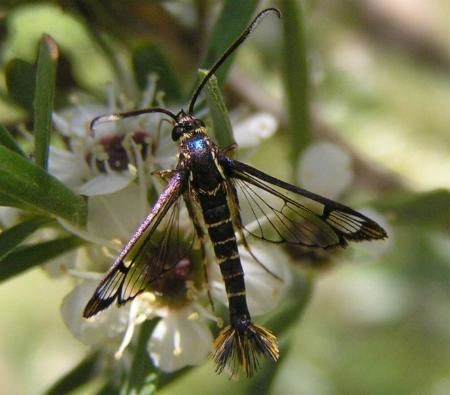 chrysophanes6.jpg