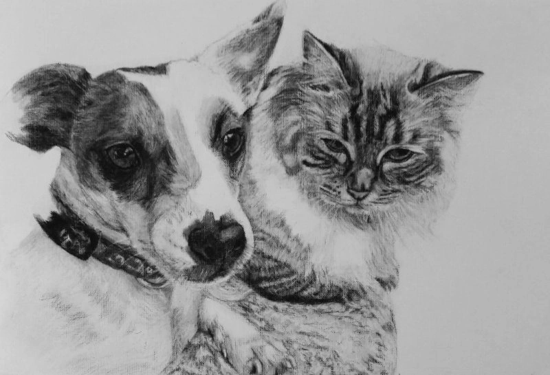 dog and cat sh jpg.jpg