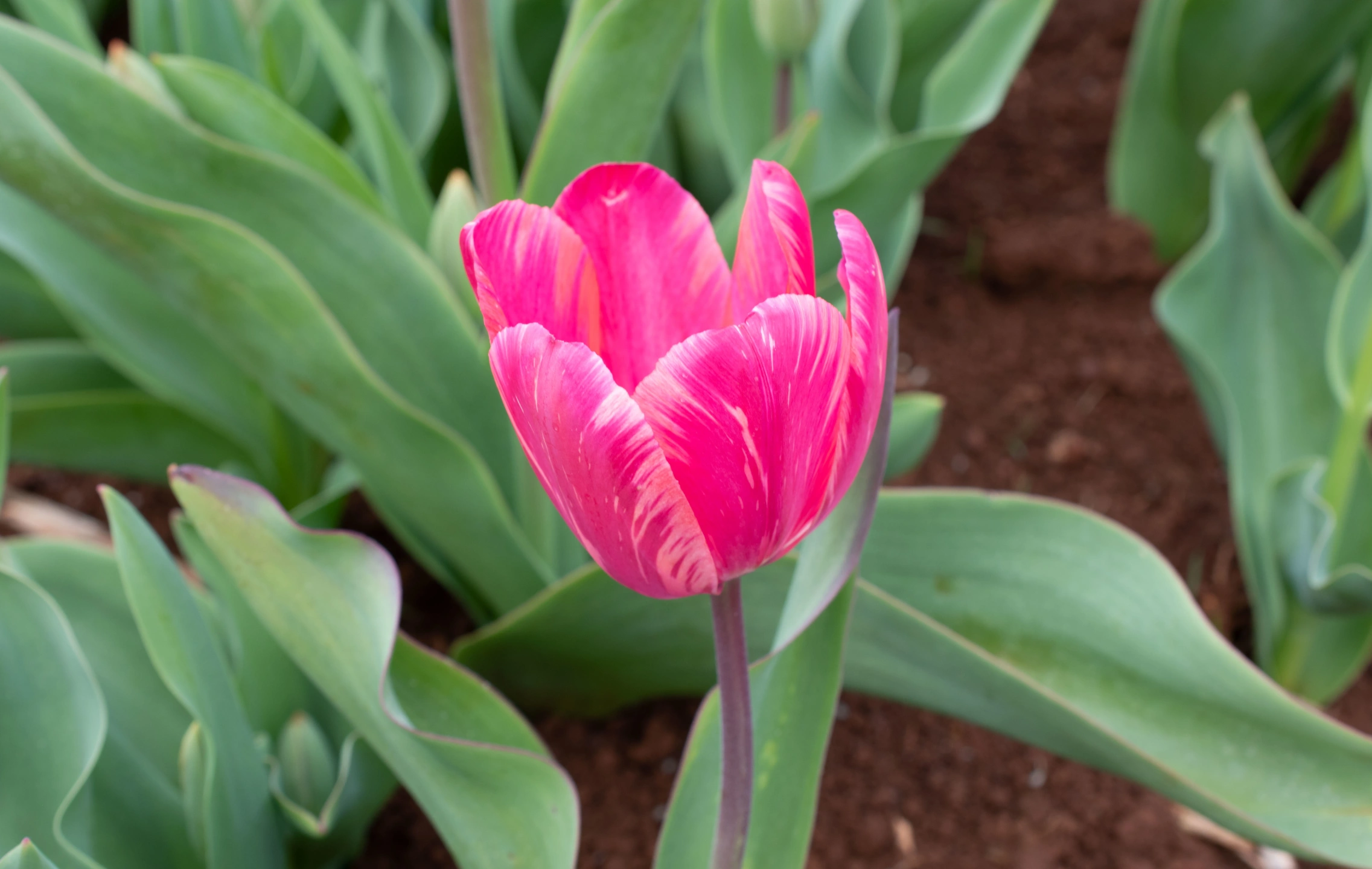 Tulips-1.webp