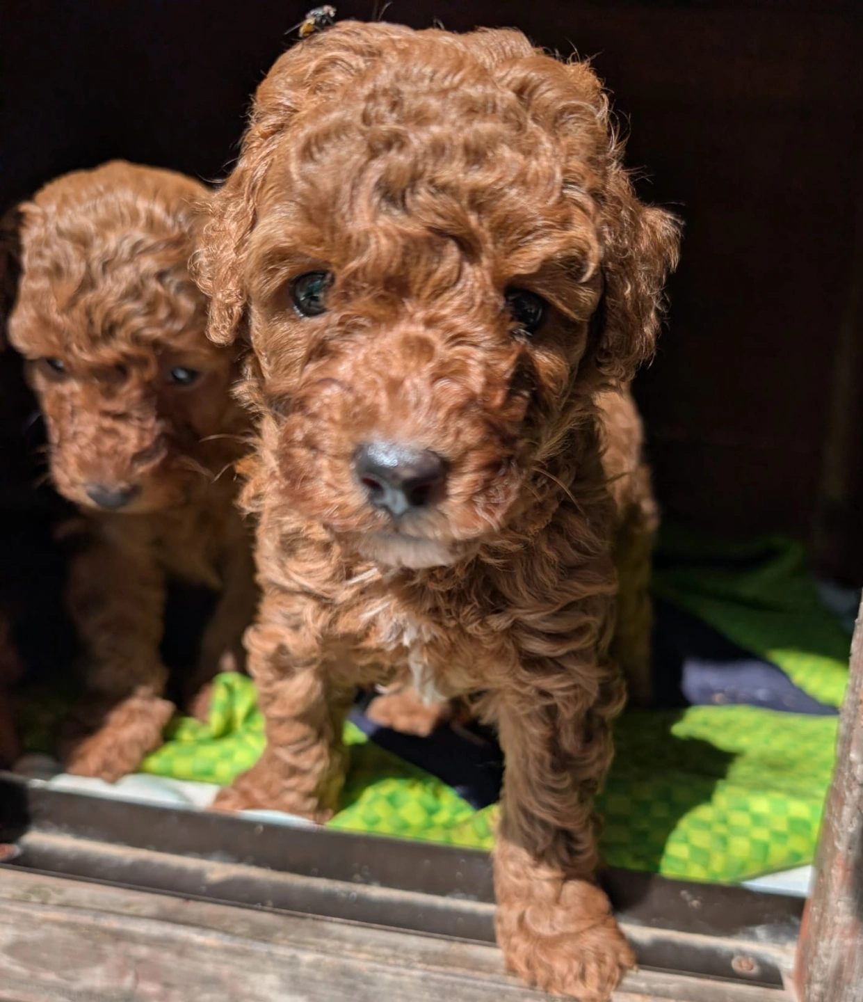 4 weeks - March 23 - 2.jpeg