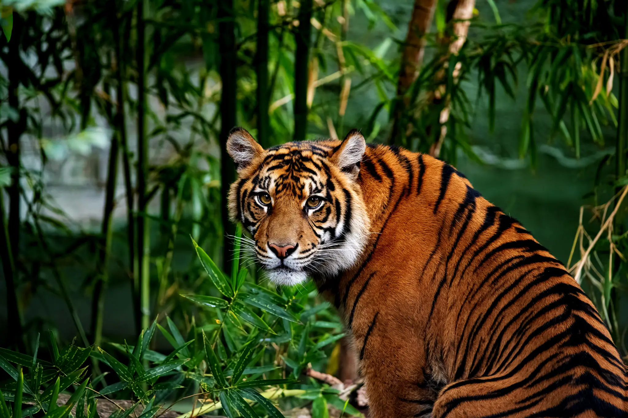 tigersmall.jpg