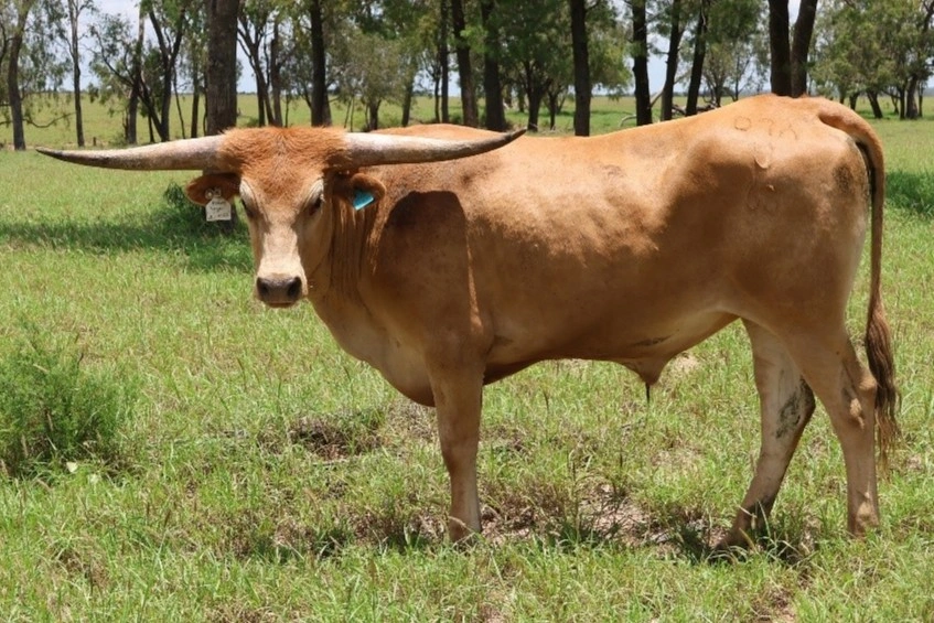 Steer U63.jpg