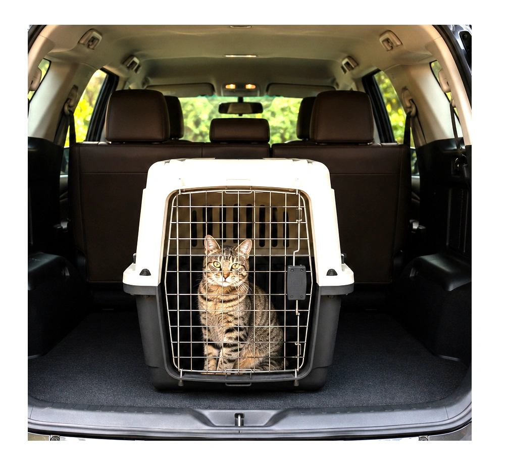 Cat in Car.png