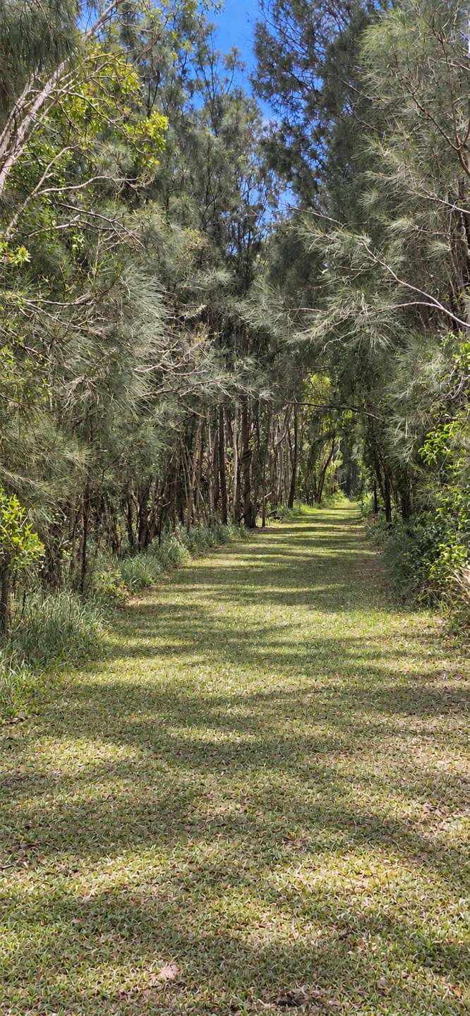 Path in woods.png
